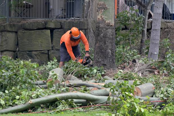 Best Tree Cutting Near Me  in USA